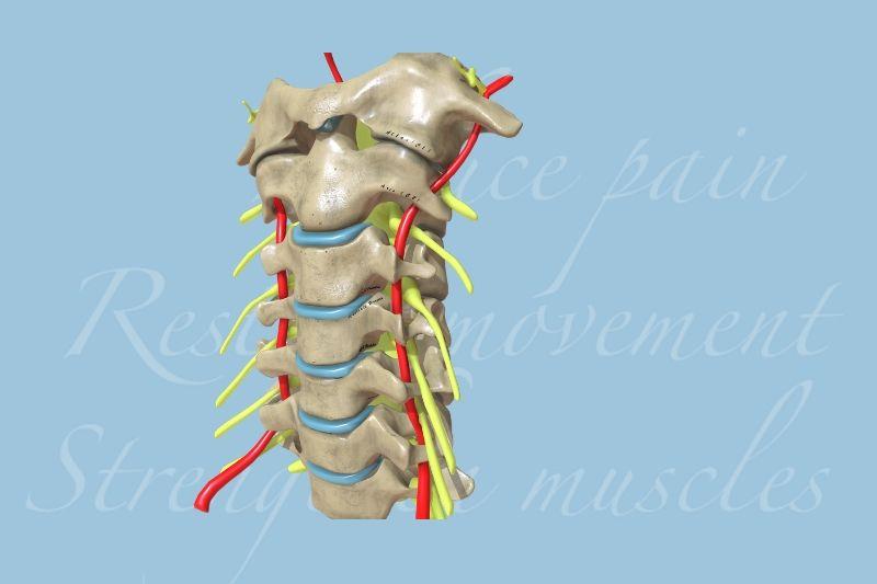 https://hindmarshphysio.com.au/assets/img/vertebra-blog-wryneck-r-w800-q75-m1578634265.jpg