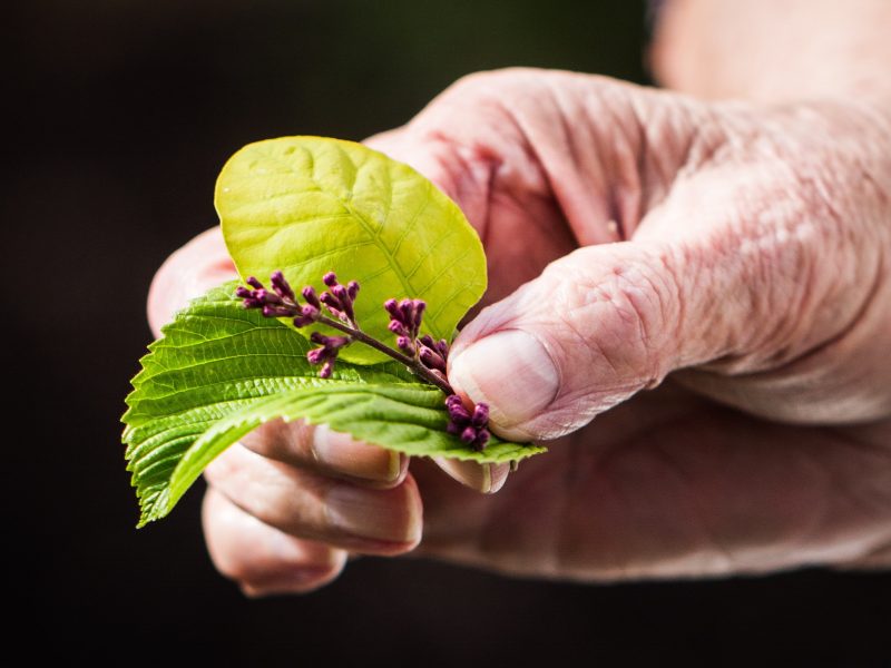 Wax Therapy for Hands